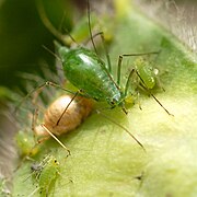 Adulto e a súa proxenie alimentándose dunha vaíña de Cytisus scoparius.