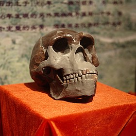 Replica de um crânio de Homo erectus no acervo do Paleozoological Museum of China