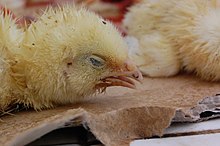 Side view of a yellow chick leaning forward, with its eye closed, beak wide open, and feathers in a disheveled state.