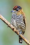 Male ochre-collared piculet