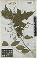 Herbarium specimen of flowering twig