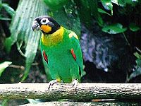 Orange-cheeked parrot