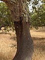 Sobreiro sem cortiça