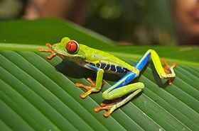 Agalychnis callidryas