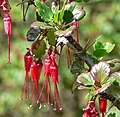 Ribes speciosum