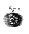 Illustration of a foraminifera shell, published by Robert Hooke.