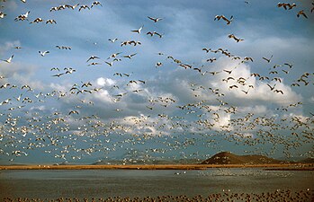 Ross' geese at Lower Klamath National Wildlife Refuge