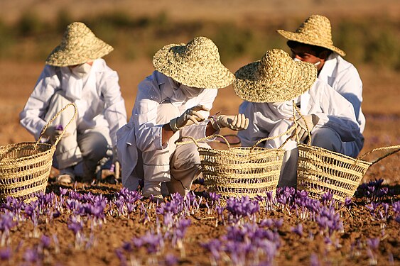 برداشت زعفران در مزارع تربت حیدریه، خراسان رضوی، ایران