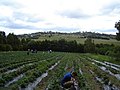 Berry farm near Sorell