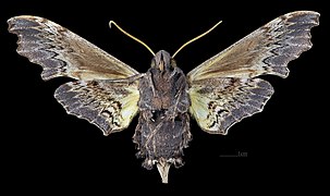 Female underside