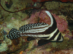 Equetus punctatus