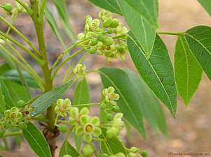 Inflorescence.