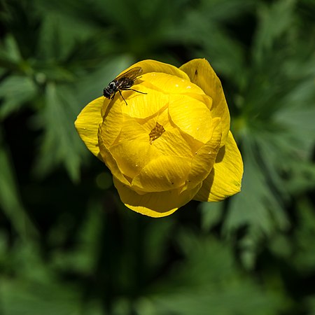 金蓮花（學名：Trollius）與一隻短角亞目（英语：Brachycera）。