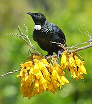 Tūī on kōwhai