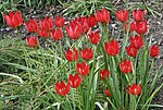 Tulipa orphanidea