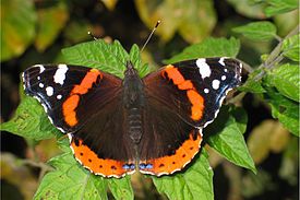 Адмирал (Vanessa atalanta)