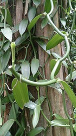 Vanilla planifolia