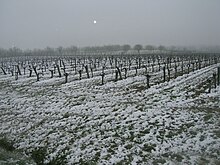 Photographie montrant une vigne enneigée. (chute tardive le 8 mars 2010)