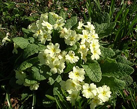 Primula vulgaris