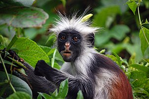 জাঞ্জিবার লাল কলোবাস বানর (Procolobus kirkii), জোজানি অরণ্য