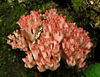 Ramaria botrytis