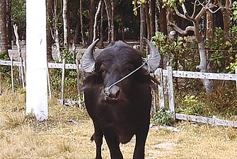 Buffle domestique de l'île de Marajó, Brésil.