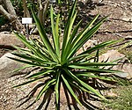 Agave karwinskii