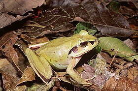 Aglyptodactylus madagascariensis