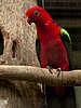 A Papuan king parrot