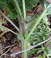 Stem, with mostly coarse simple hairs with bulbous bases, showing stipules where leaf stalks meet stem