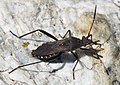 Alydinae : Alydus calcaratus, Zermatt