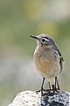 American Pipit, Bear Tooth HW, MT