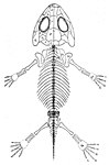 Illustration över fossil