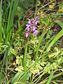 Anacamptis morio