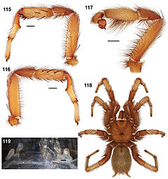 Description de l'image Aptostichus dantrippi anatomy.jpg.