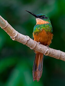 Ariramba-de-cauda-ruiva (Galbula ruficauda), empoleirado em um galho de embaúba, à procura de insetos nas proximidades do Parque das Nações Indígenas, Campo Grande, Mato Grosso do Sul, Brasil. É uma ave quase passeriforme que se reproduz no Novo Mundo tropical, no sul do México, na América Central e na América do Sul, até o sul do Brasil e do Equador. Essa espécie é uma reprodutora residente em uma variedade de matas secas ou úmidas e arbustos. Os dois a quatro ovos brancos com manchas avermelhadas são postos em uma toca em um barranco ou cupinzeiro. (definição 1 769 × 1 769)