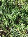 Foliage. Dried-out small salt lake near Neusiedl am See, Burgenland, Austria.