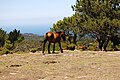 Cabalos no monte de Baíña.