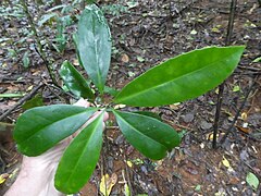 Foliage