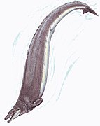 Basilosaurus (Cetacea)