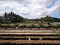 Strawberry farm in Ocampo