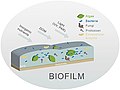 Image 23Different biofilm components in streams. Principal components are algae and bacteria. (from River ecosystem)