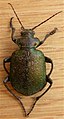 Calosoma schayeri