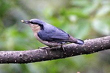 A white and gray bird eating a seed while perching on the branch of tree