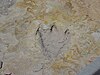 Dinosaur footprint at Clayton Lake State Park
