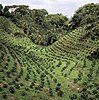 Coffee plantation in India