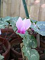 Cyclamen rohlfsianum flower