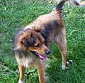 Mixed-breed dog (Dachshund/German Spitz)