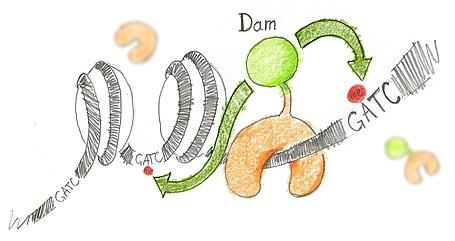 Drawing of the DNA molecule wrapped around histones