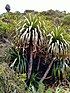 Dracophyllum fiordense